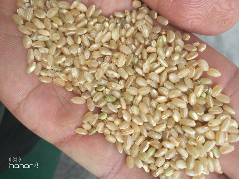 糙米！合理搭配食用五谷杂粮！优质五谷杂粮
