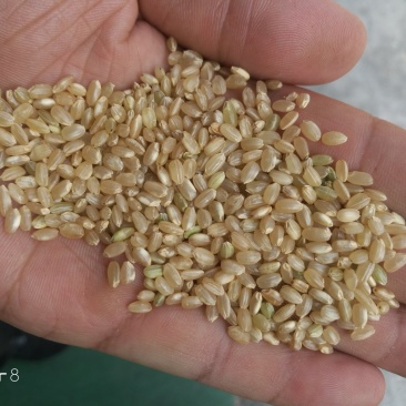 糙米！合理搭配食用五谷杂粮！优质五谷杂粮