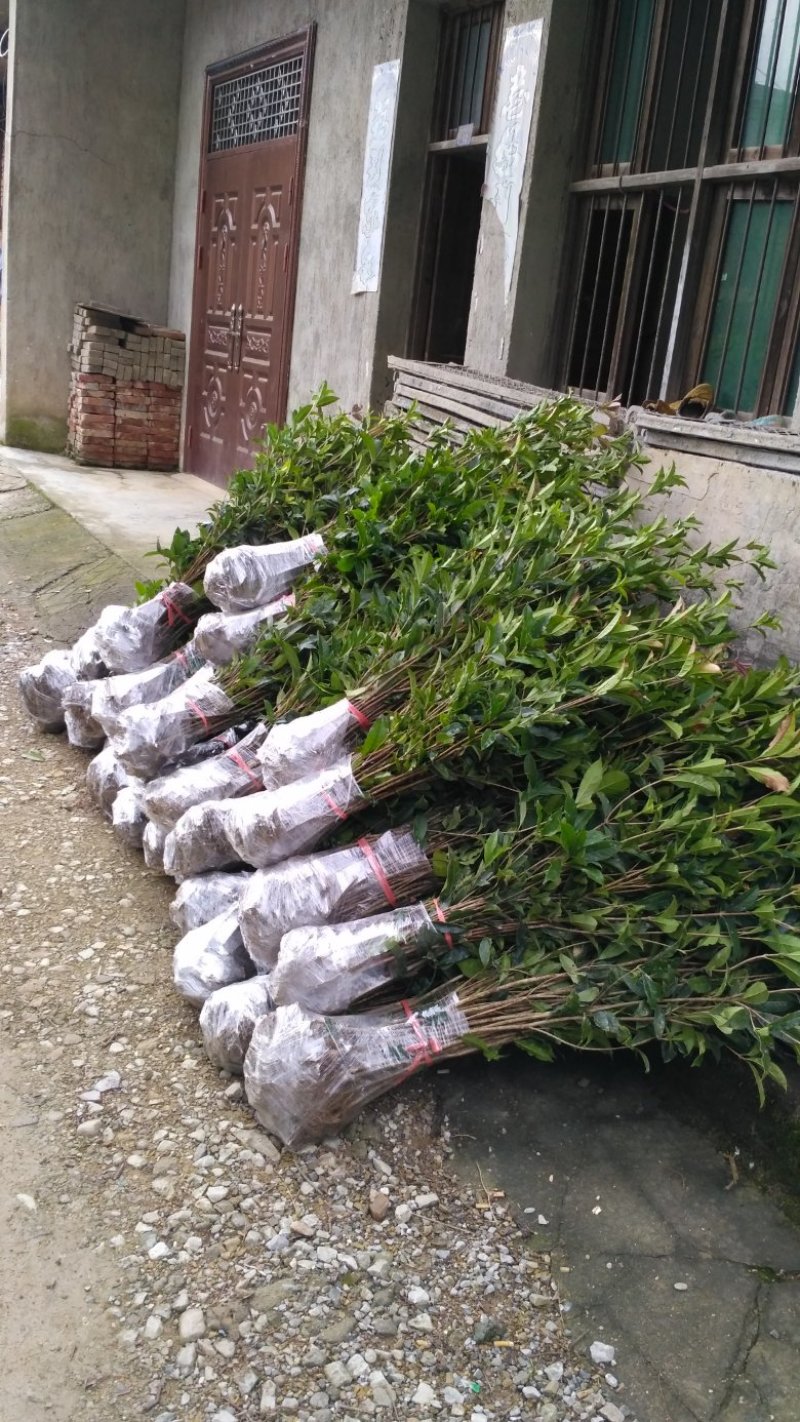丹桂苗红桂血桂状元红桂花苗桂花树苗自产自销批发价
