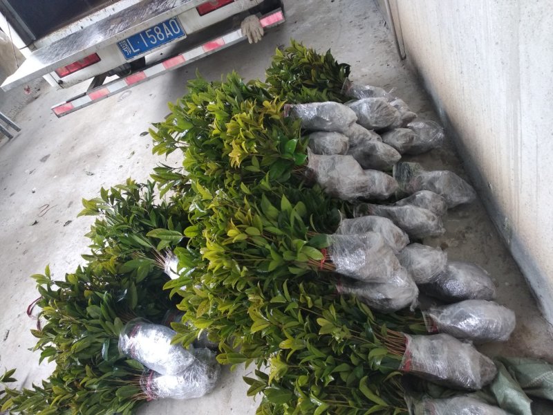 丹桂苗红桂血桂状元红桂花苗桂花树苗自产自销批发价