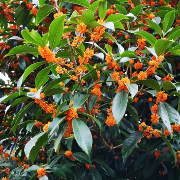 丹桂苗红桂血桂状元红桂花苗桂花树苗自产自销批发价