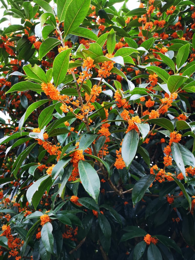 丹桂苗红桂血桂状元红桂花苗桂花树苗自产自销批发价