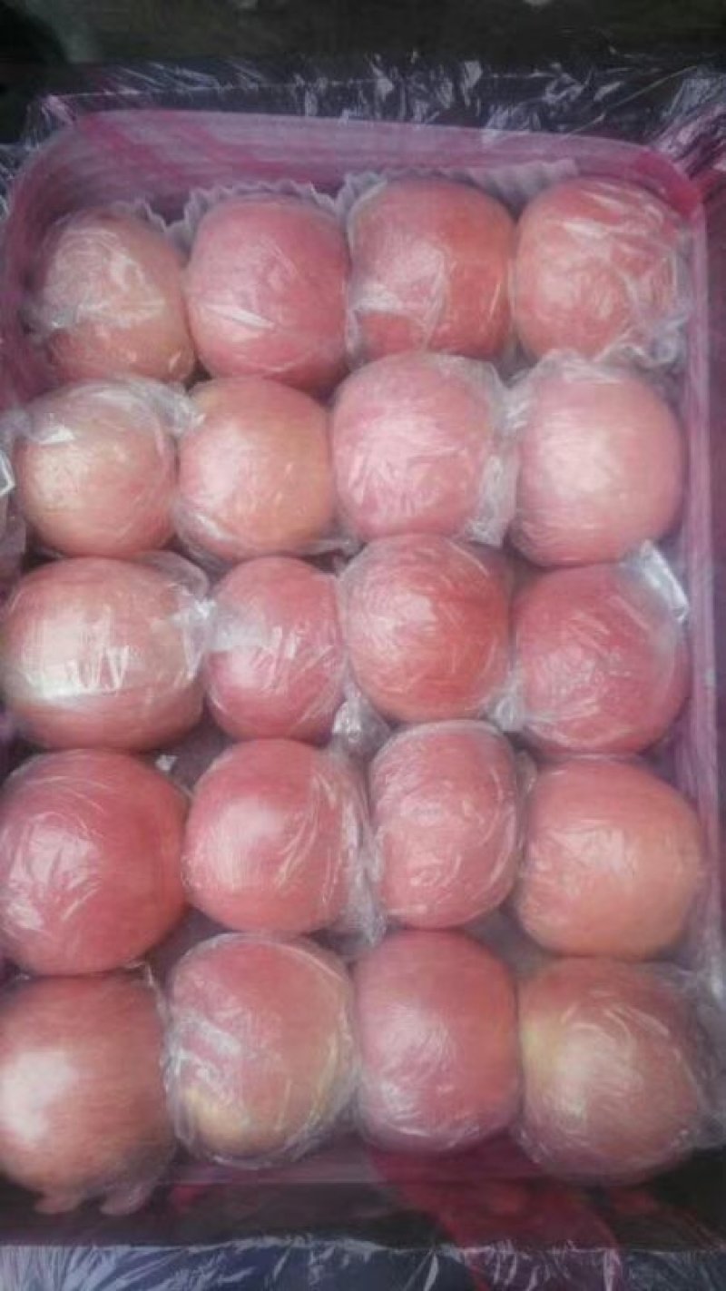 陕西精品膜袋红富士苹果，陕西苹果，质量保证，全国代发