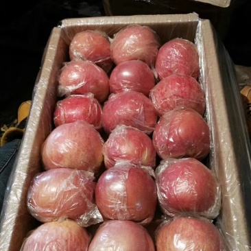 陕西精品膜袋红富士苹果，陕西苹果，质量保证，全国代发