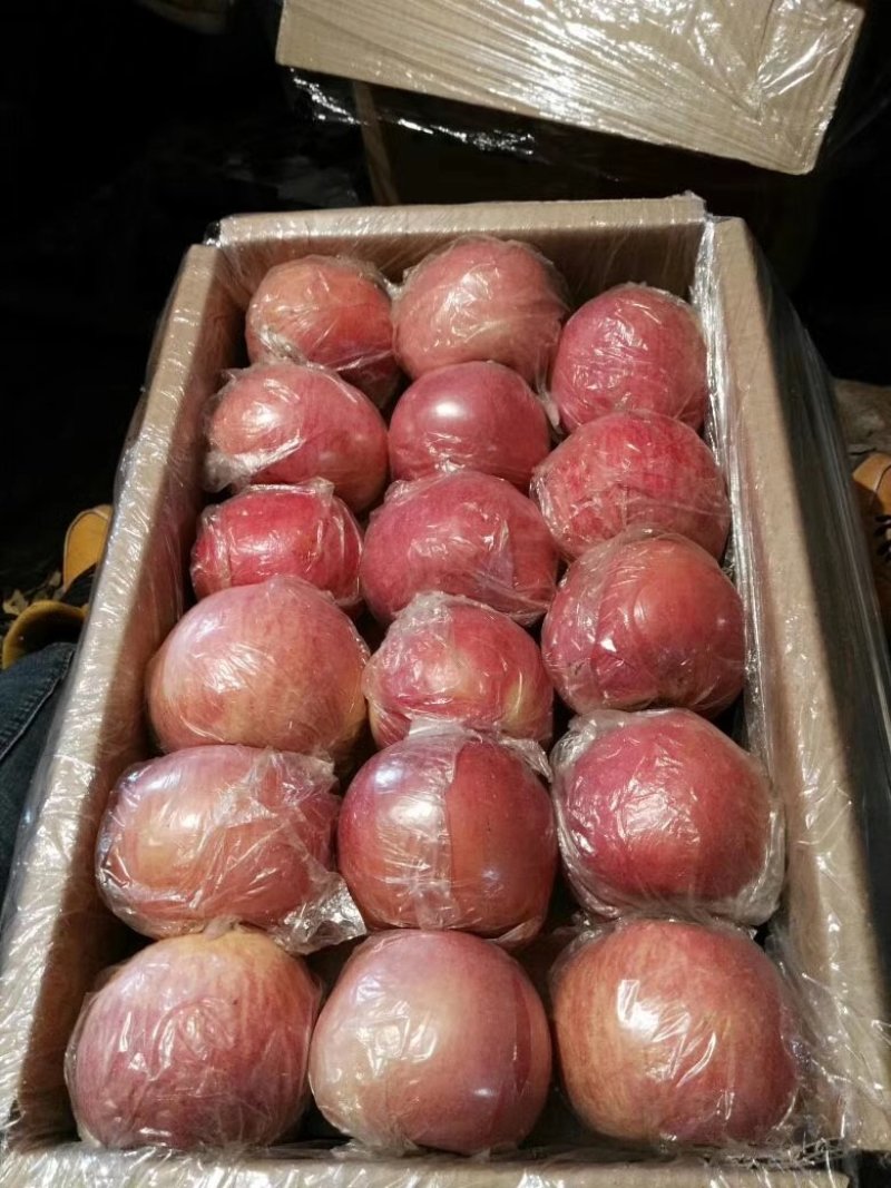陕西精品膜袋红富士苹果，陕西苹果，质量保证，全国代发