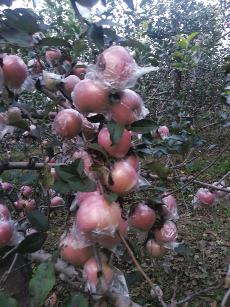 陕西精品膜袋红富士苹果，陕西苹果，质量保证，全国代发