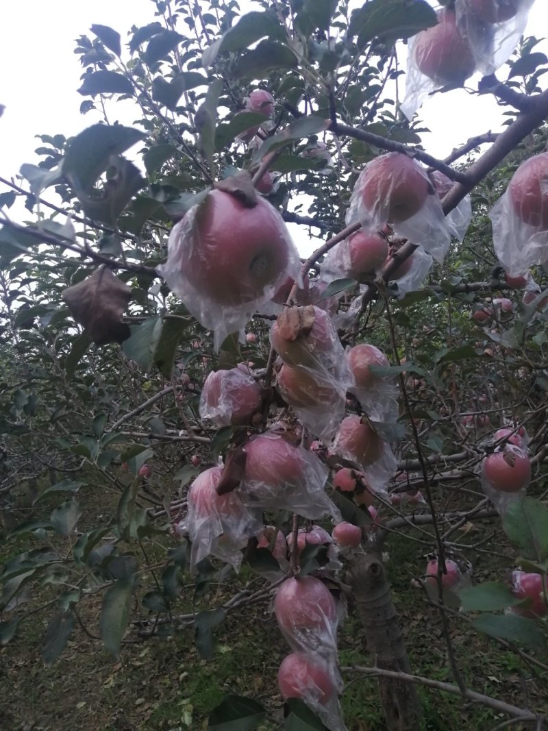陕西精品膜袋红富士苹果，陕西苹果，质量保证，全国代发