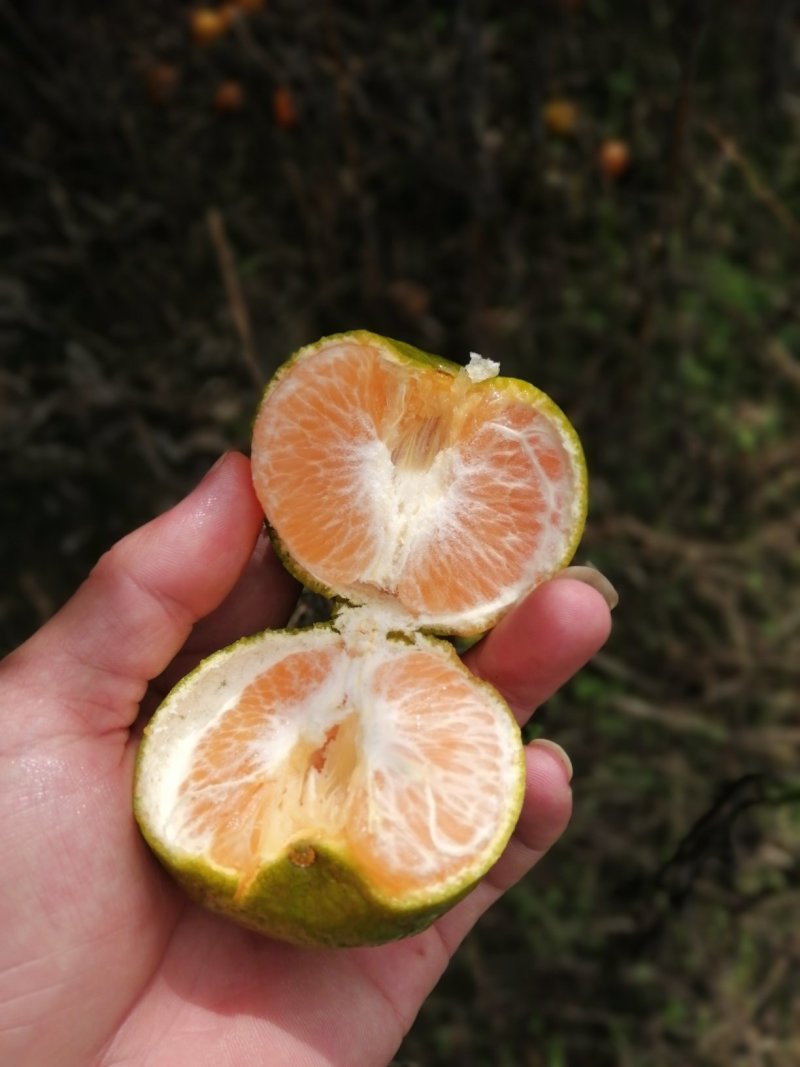 碰柑大量供应碰柑椪柑