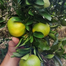 碰柑大量供应碰柑椪柑