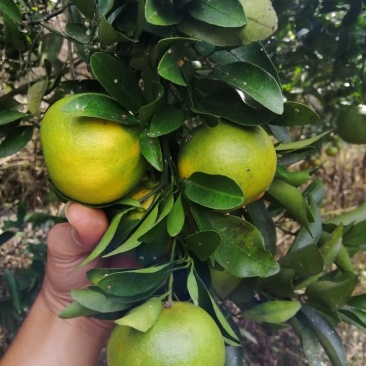 碰柑大量供应碰柑椪柑