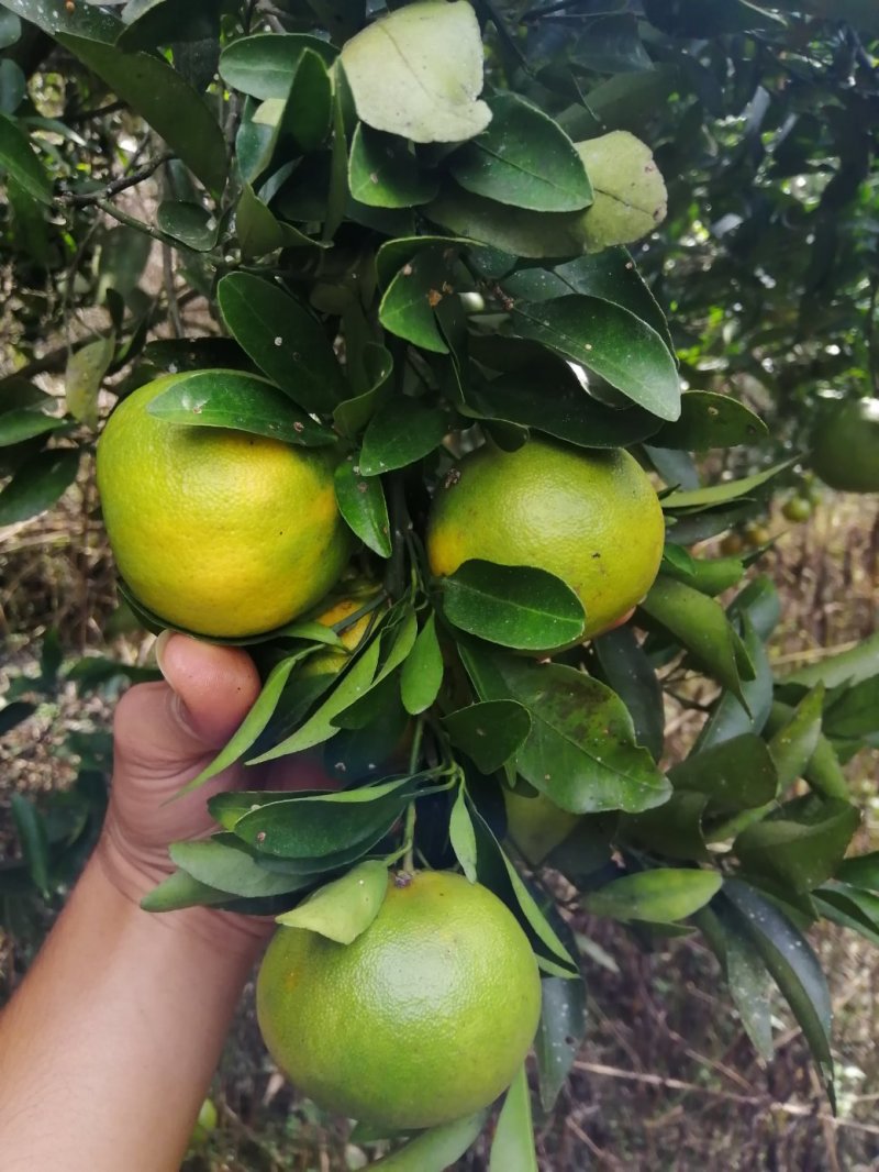 碰柑大量供应碰柑椪柑
