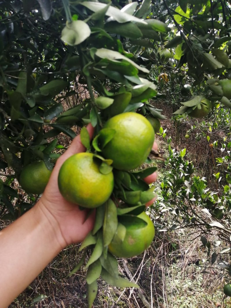 碰柑大量供应碰柑椪柑