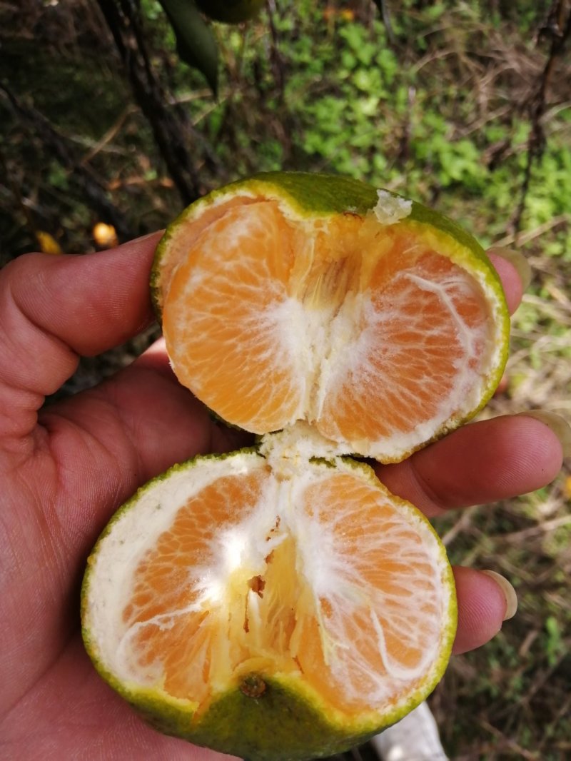 碰柑大量供应碰柑椪柑