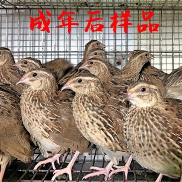 鹌鹑苗包打疫苗包活到手