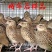 鹌鹑苗包打疫苗包活到手