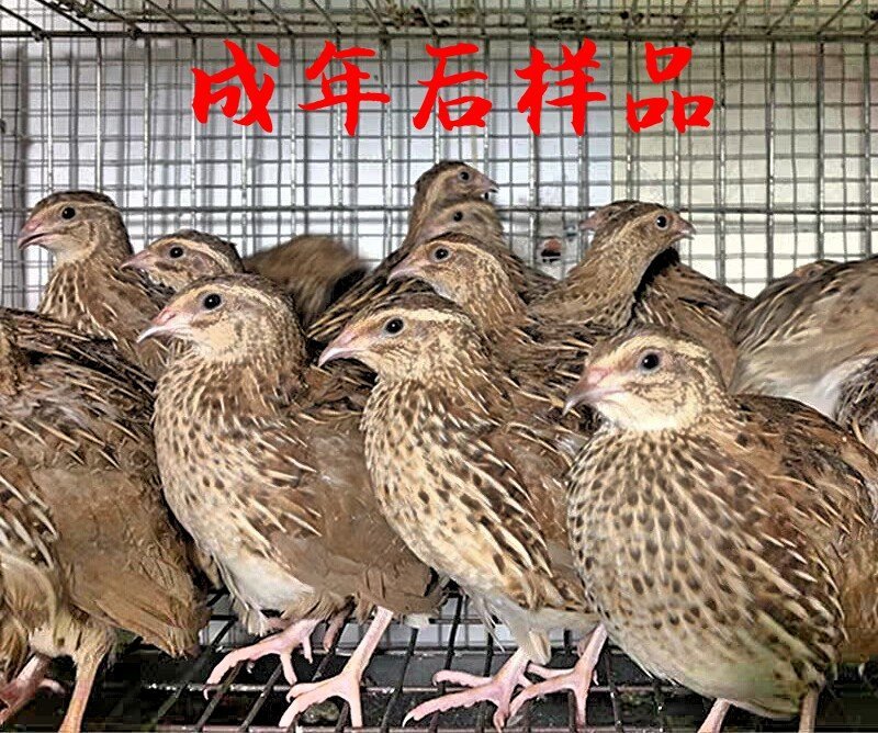 鹌鹑苗包打疫苗包活到手