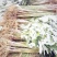 厚朴苗基地直发量大从优保质保量成活率高提供种植技术