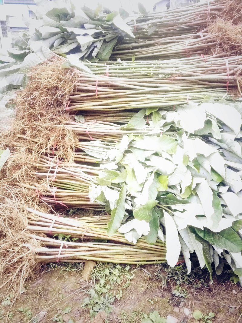 厚朴苗基地直发量大从优保质保量成活率高提供种植技术