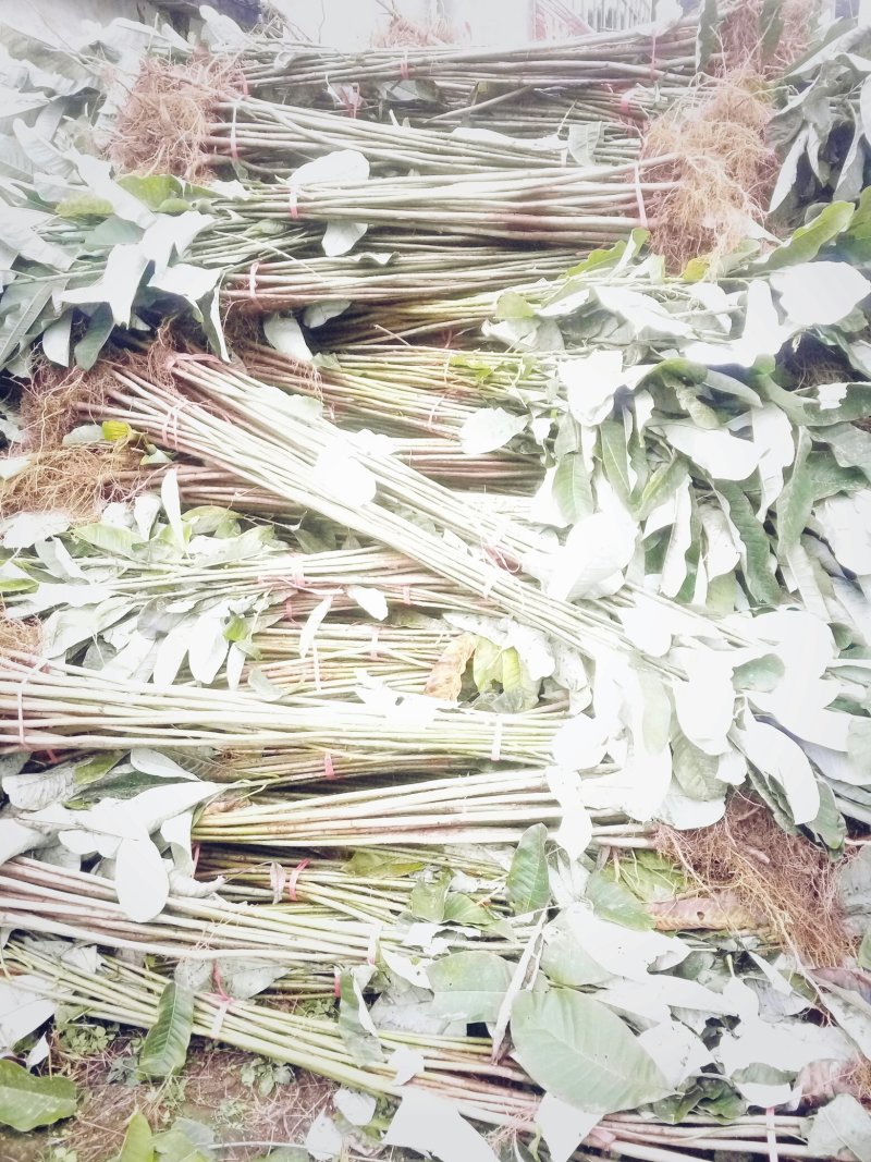 厚朴苗基地直发量大从优保质保量成活率高提供种植技术