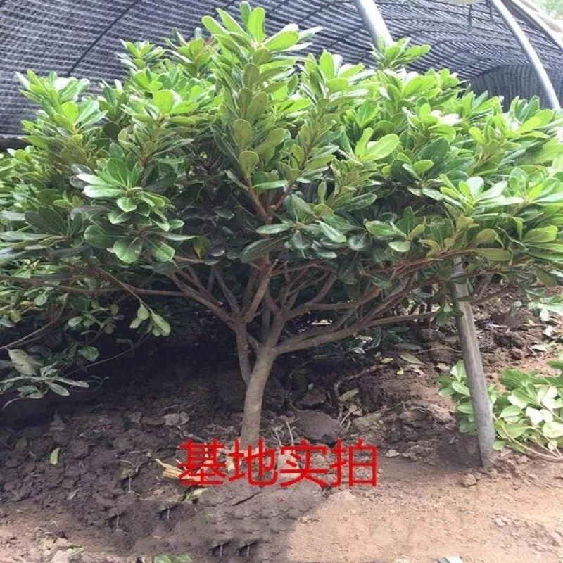 海桐树苗庭院绿化海桐球绿篱笆围墙四季青海桐苗气味芳香