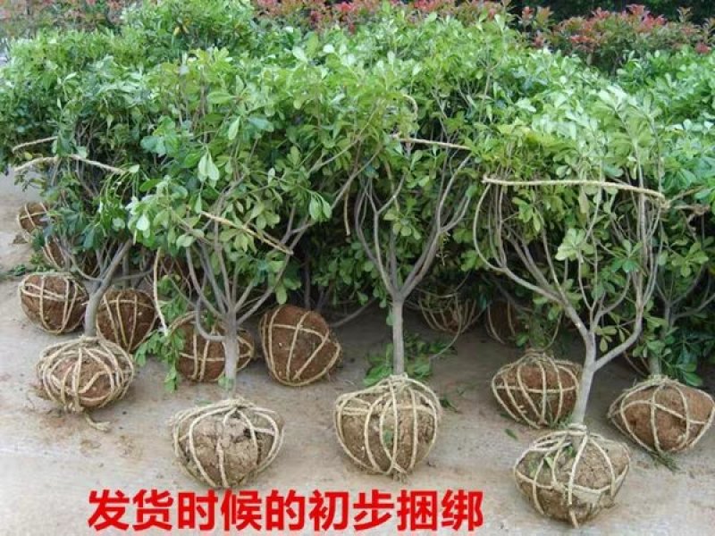 海桐树苗庭院绿化海桐球绿篱笆围墙四季青海桐苗气味芳香