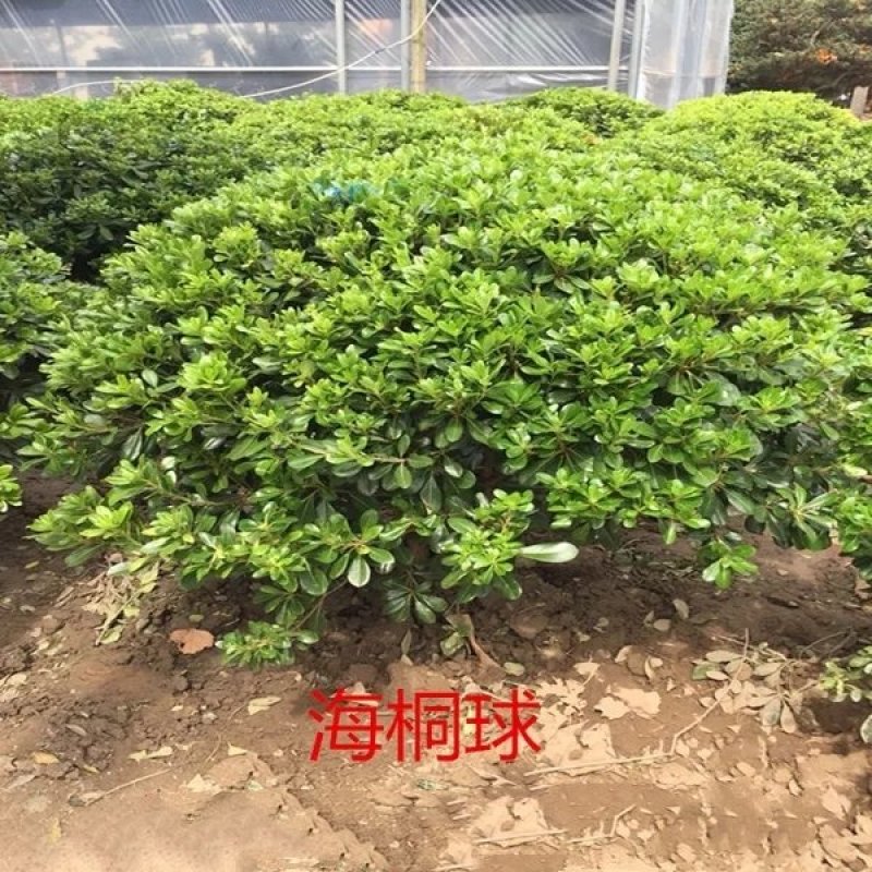 海桐树苗庭院绿化海桐球绿篱笆围墙四季青海桐苗气味芳香
