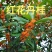 丹桂苗红桂血桂状元红桂花苗桂花树苗自产自销批发价