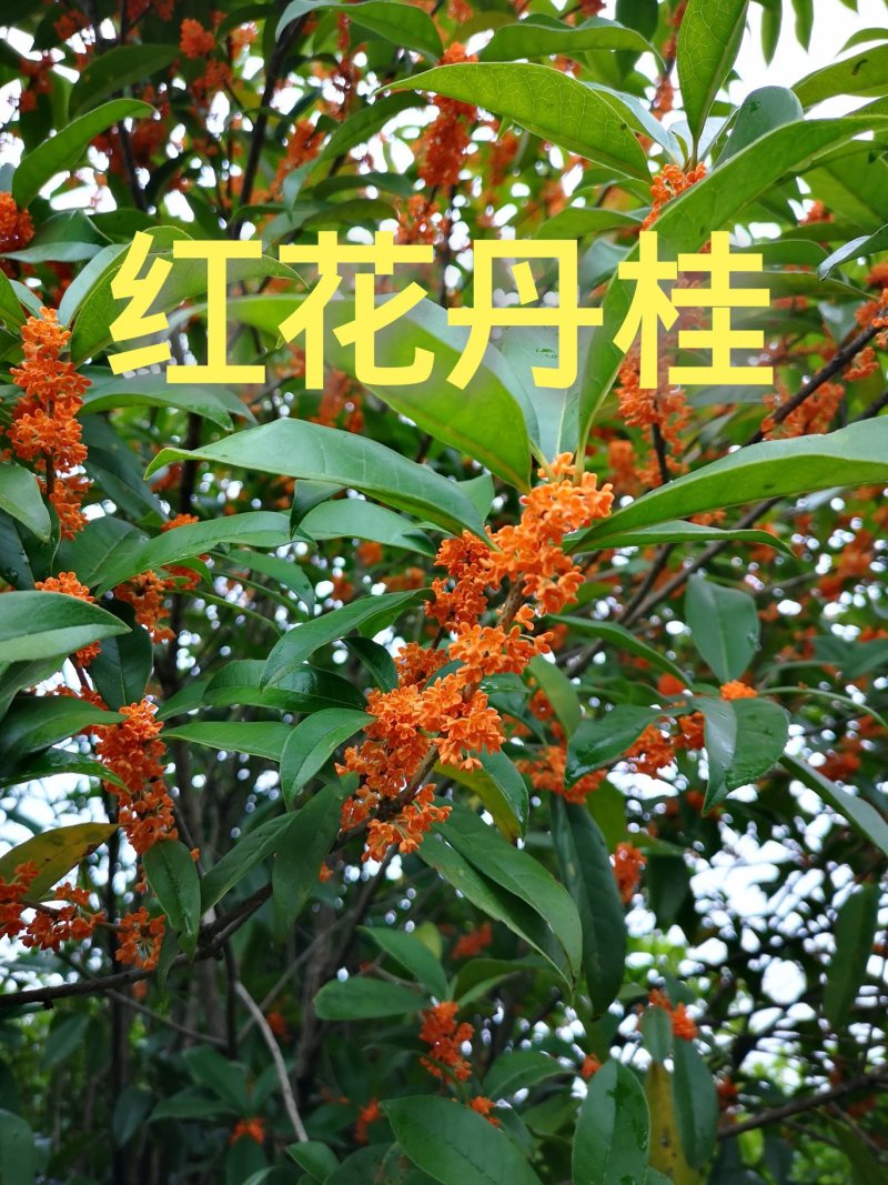 丹桂苗红桂血桂状元红桂花苗桂花树苗自产自销批发价