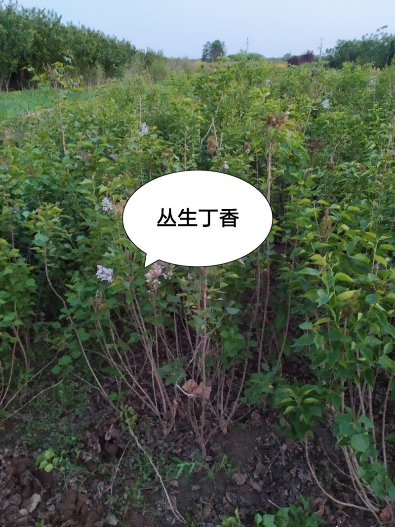 供应，丛生紫丁香80-150高，4个分枝以上