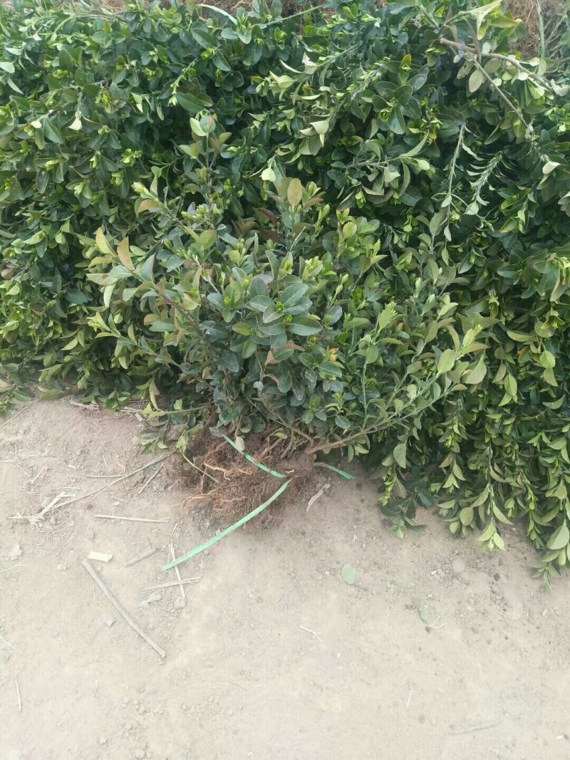 基地直销卫矛一手货源