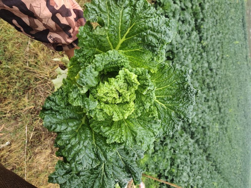 秋绿60青麻叶