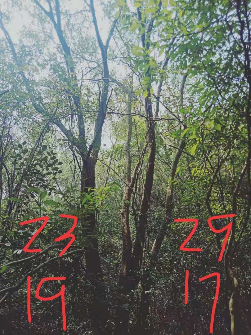 朴树
