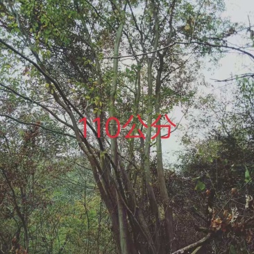 朴树