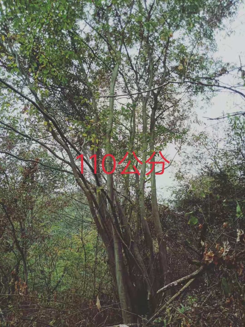 朴树