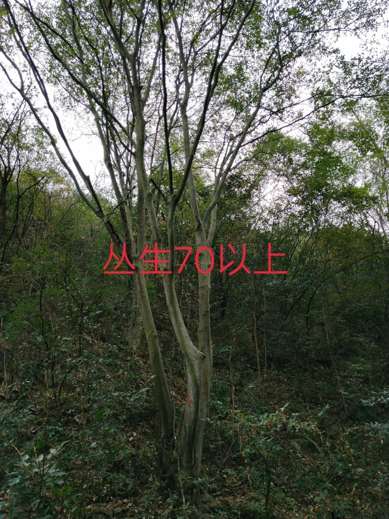 朴树