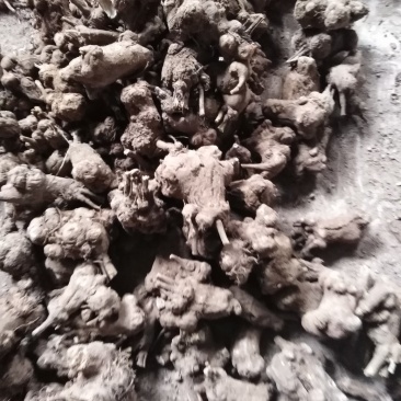 白术，干货，无硫，自产自销，一手货源