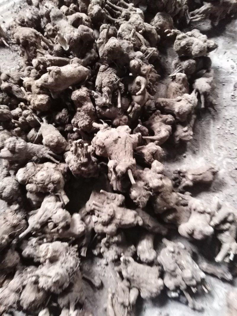 白术，干货，无硫，自产自销，一手货源