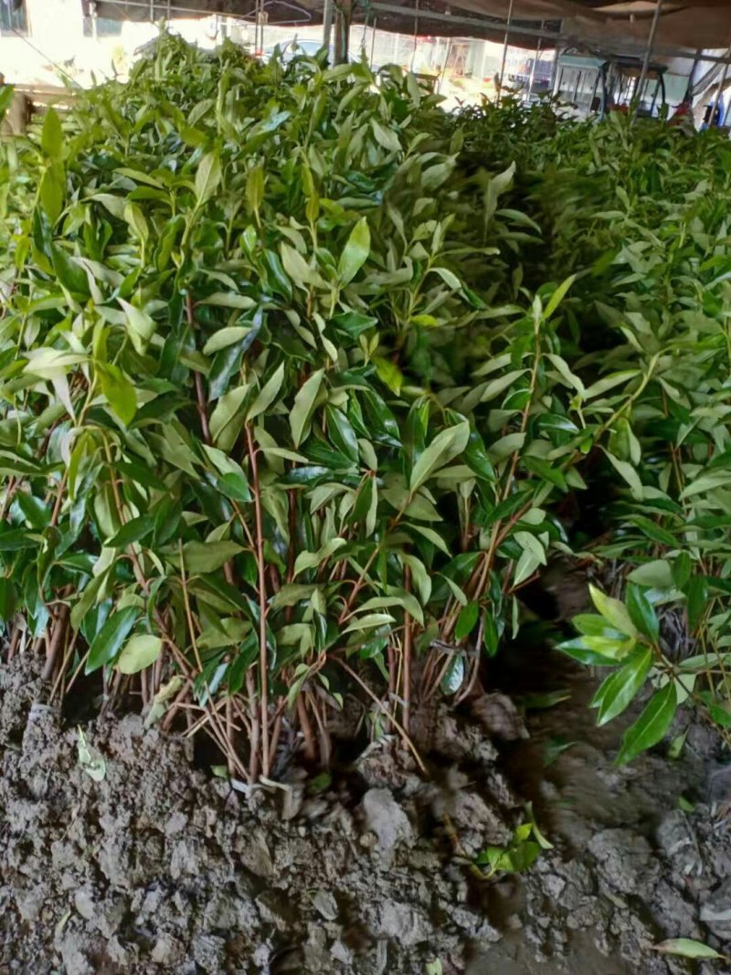 法国法国冬青篱笆高速公路隔离青珊瑚发青
