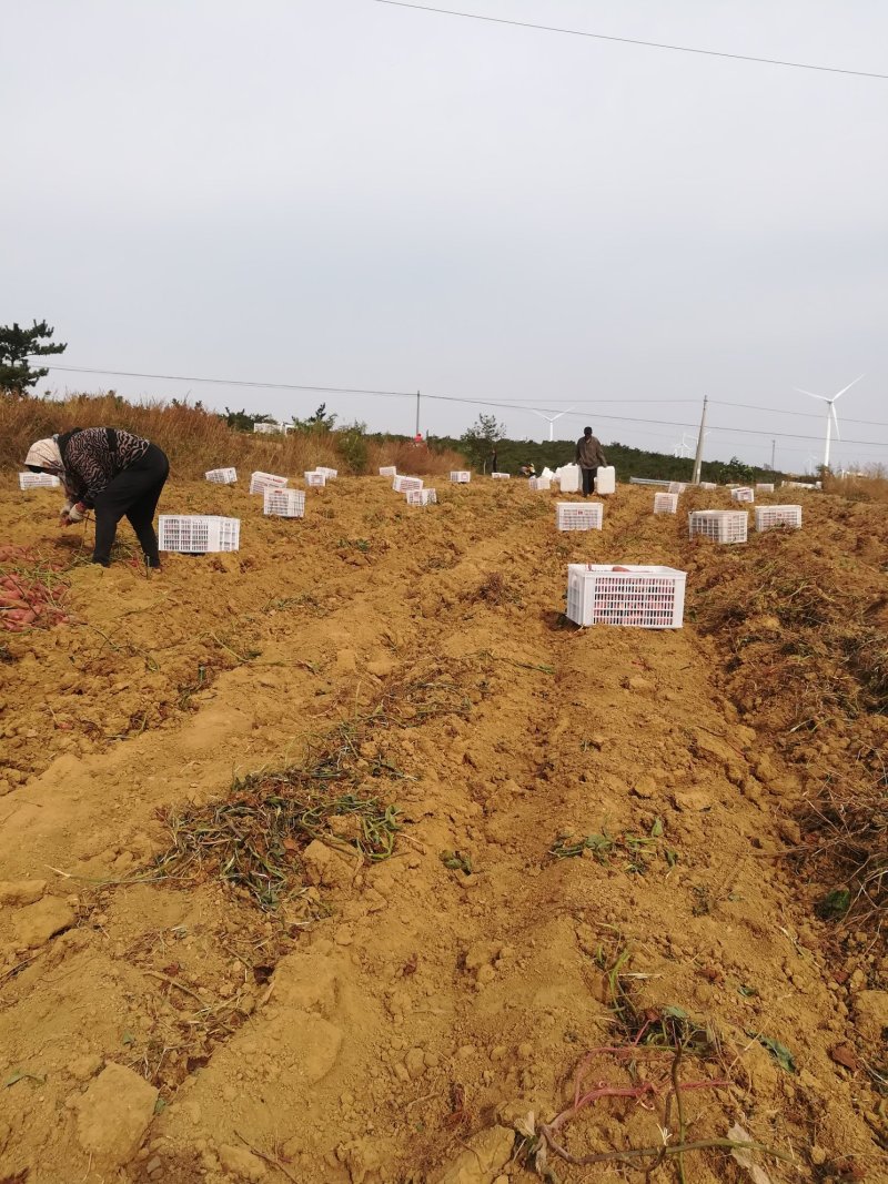 烟薯25100亩红薯地瓜