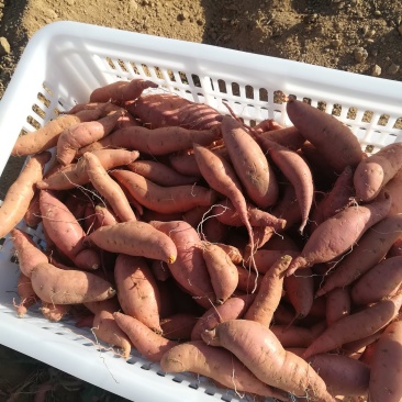 烟薯25100亩红薯地瓜