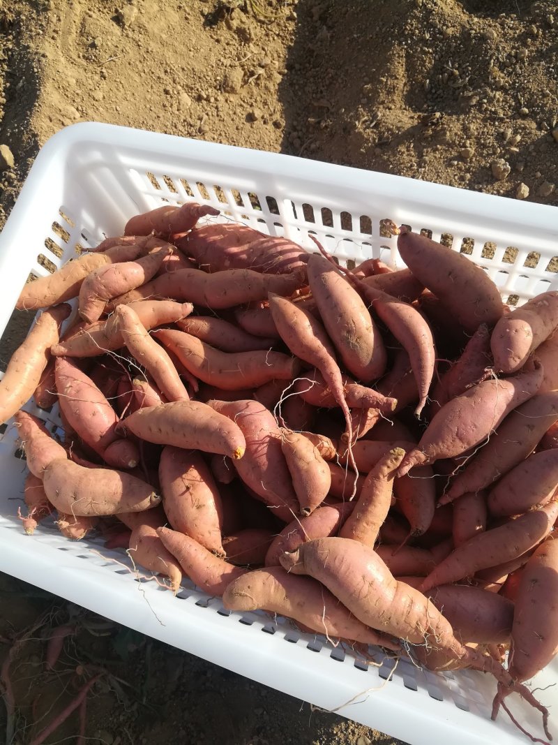 烟薯25100亩红薯地瓜