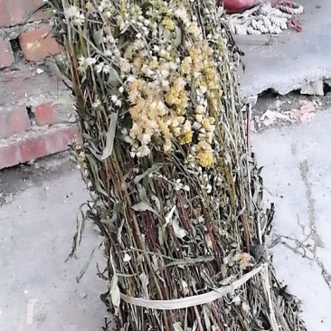 地道野生，贵州一支黄花，全草类