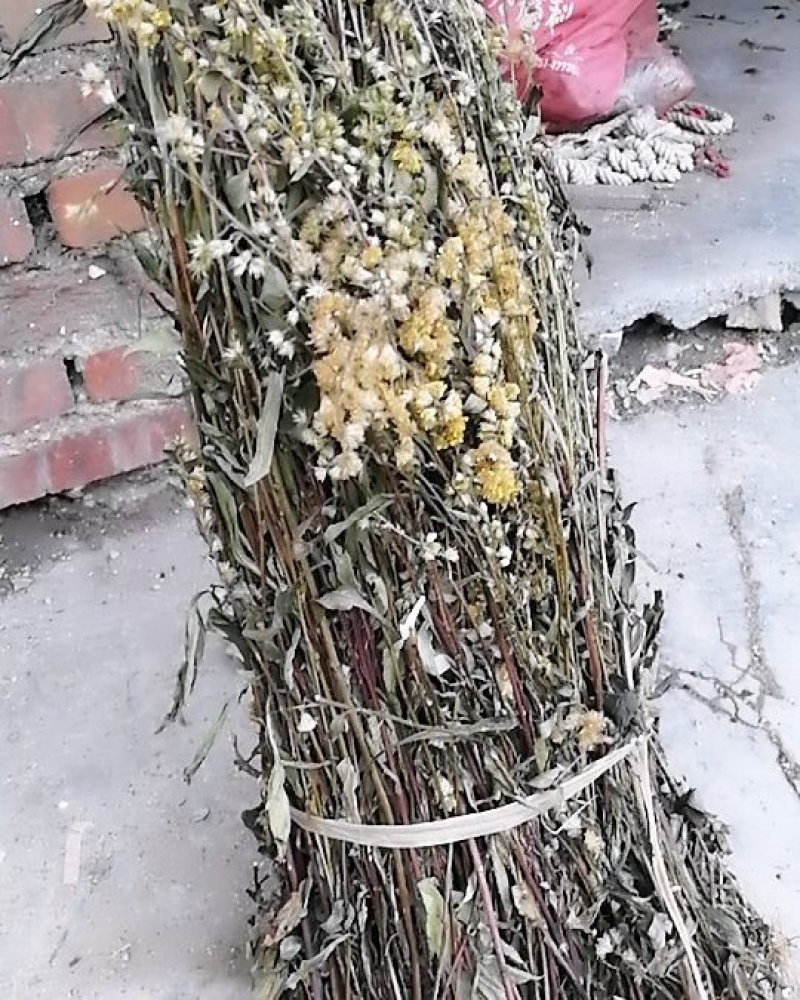 地道野生，贵州一支黄花，全草类