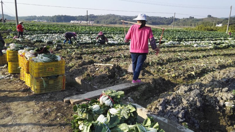 小白菜脱水白菜干广东英德产地直销有货有种子教学加工技术