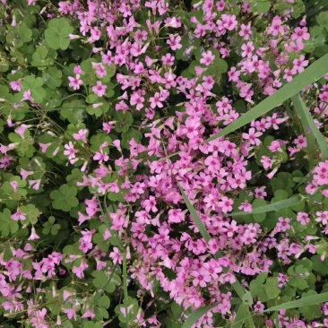 红花草红花醡浆草红花草苗草地栽春季开花红