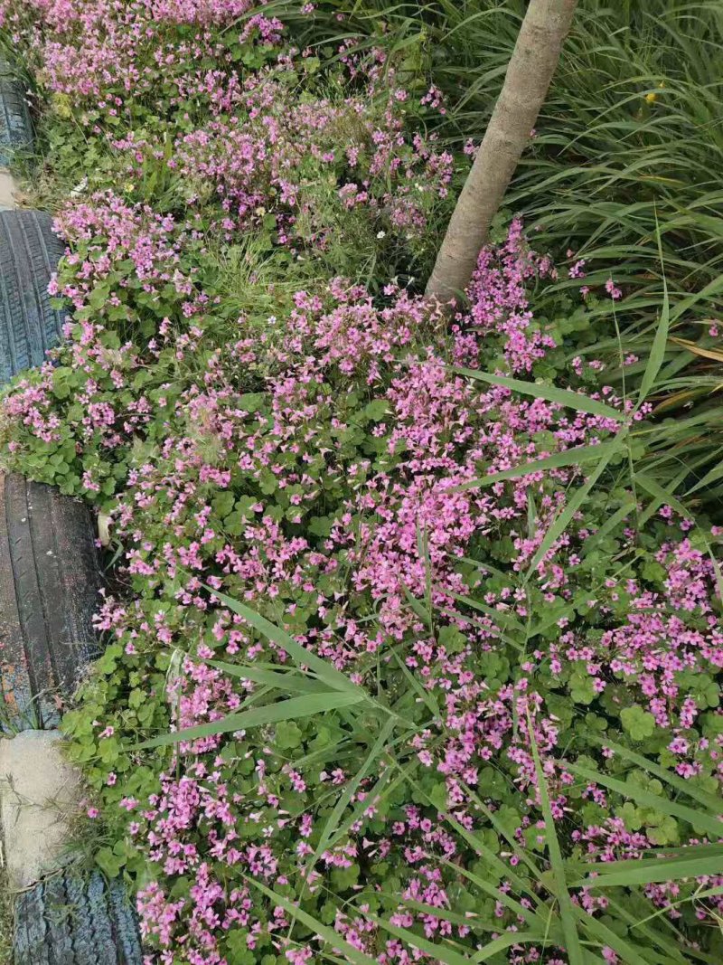 红花草红花醡浆草红花草苗草地栽春季开花红