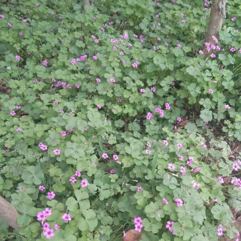 红花草红花醡浆草红花草苗草地栽春季开花红