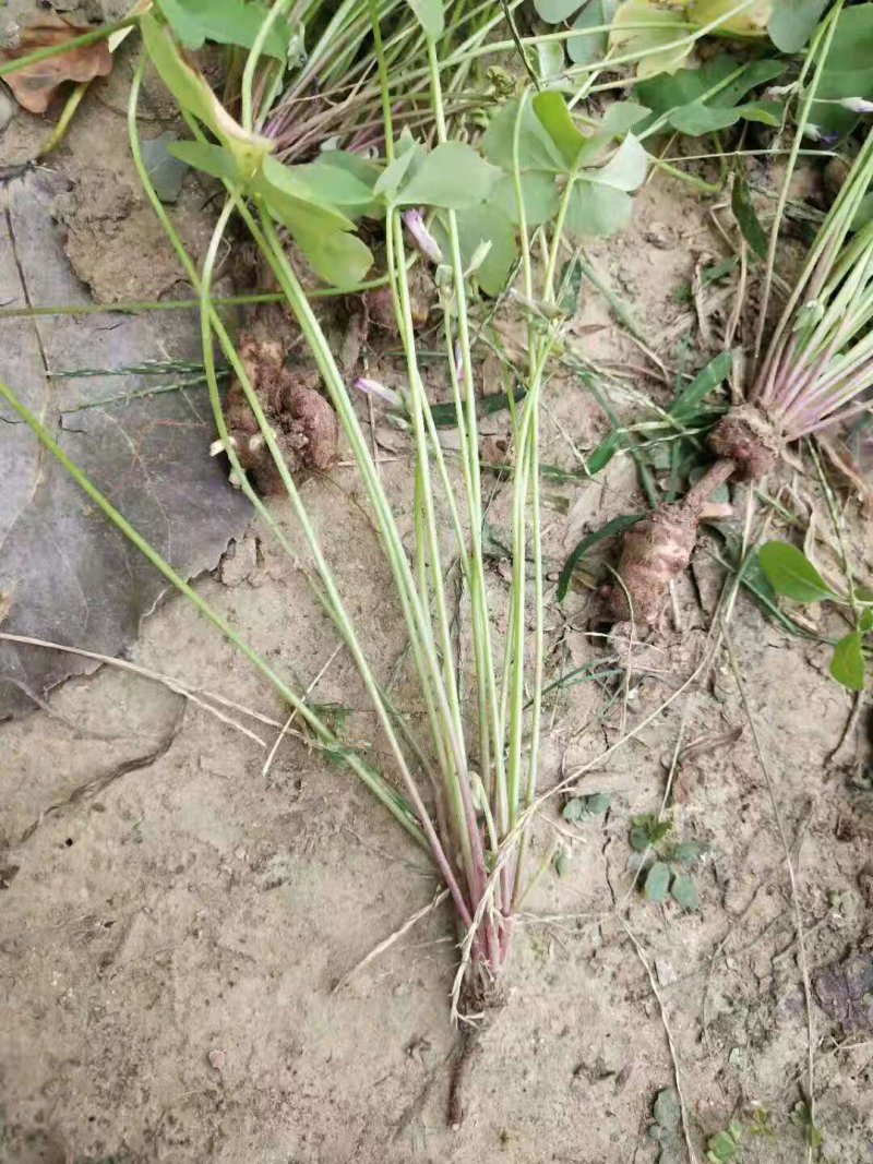 红花草红花醡浆草红花草苗草地栽春季开花红