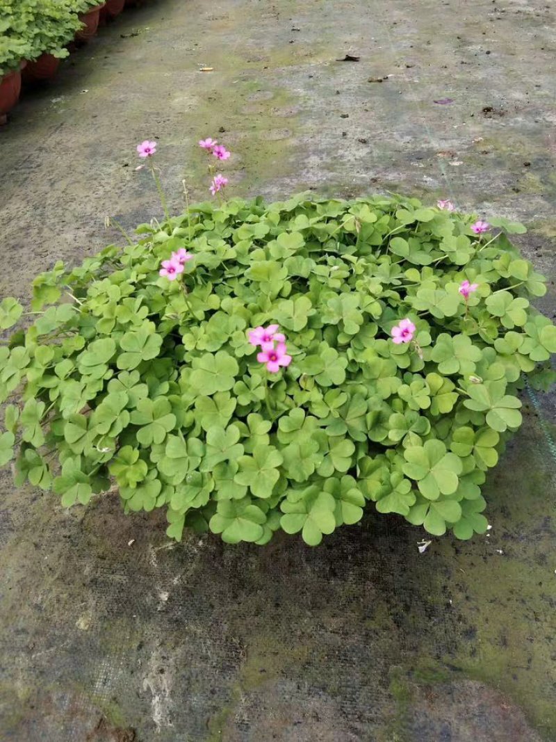 红花草红花醡浆草红花草苗草地栽春季开花红