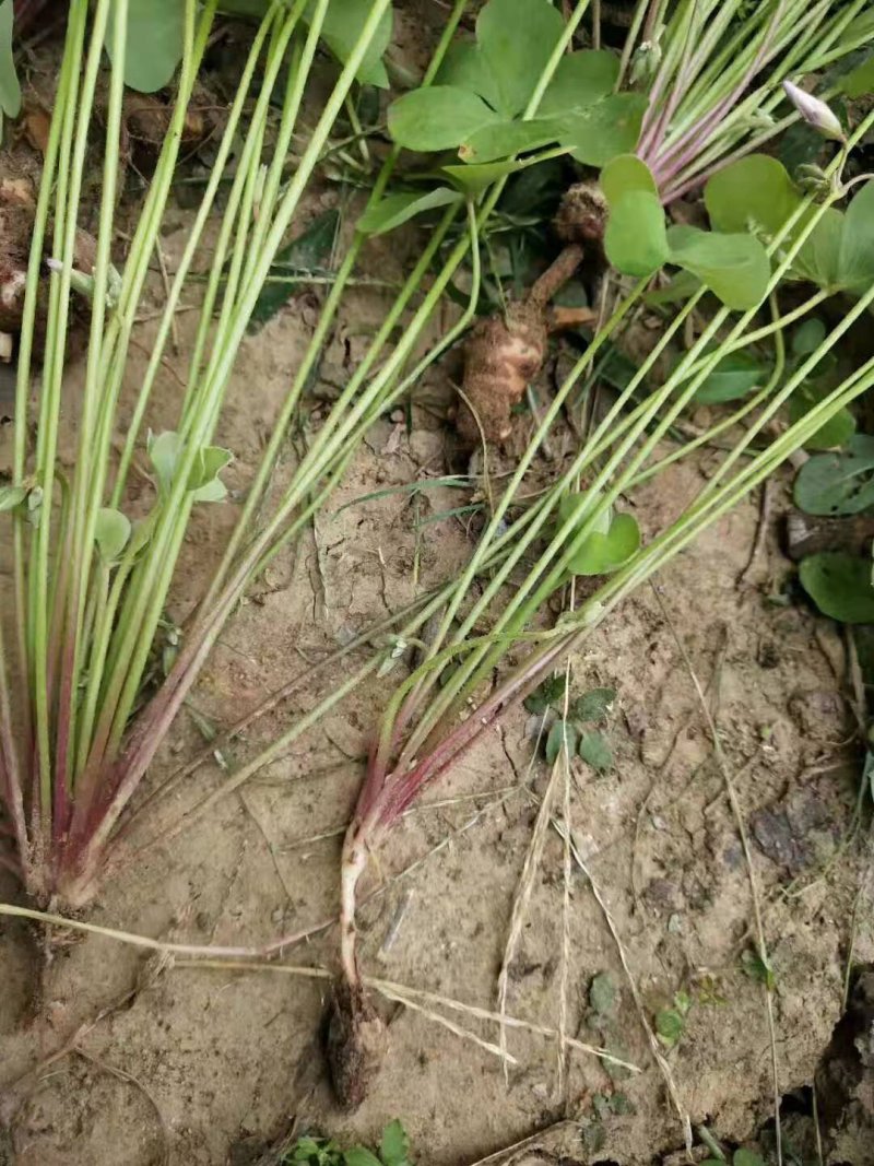 红花草红花醡浆草红花草苗草地栽春季开花红